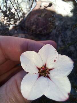 Image of Adenandra uniflora (L.) Willd.