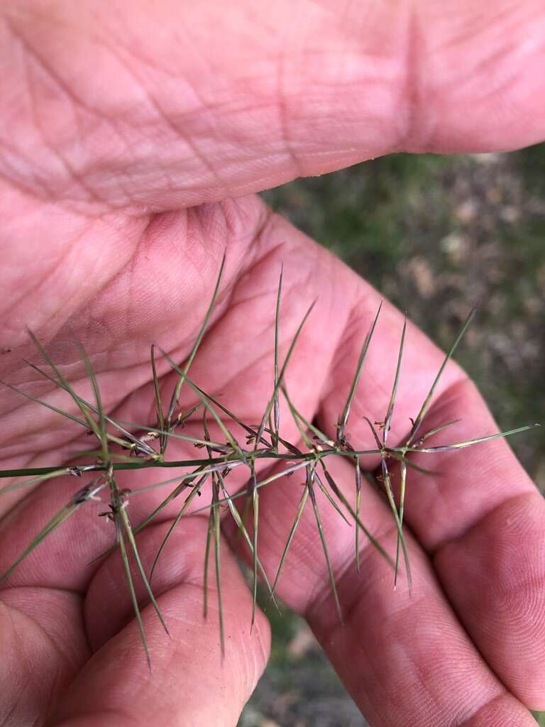 Imagem de Aristida caput-medusae Domin