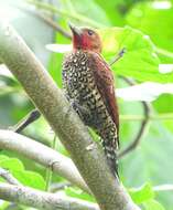 Image of Cinnamon Woodpecker