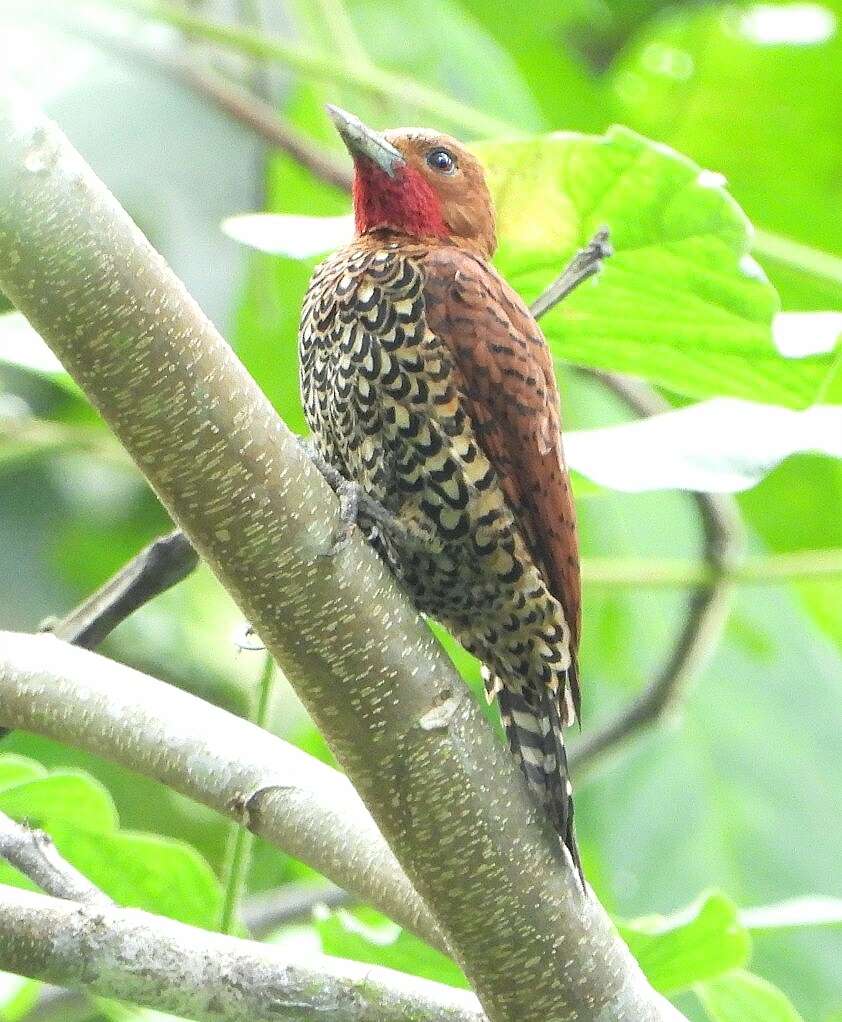 Image of Cinnamon Woodpecker