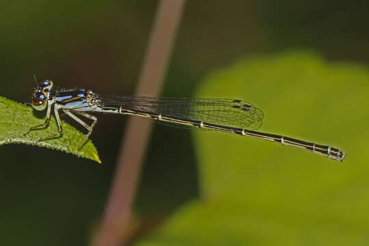 Image de Agrion Posé