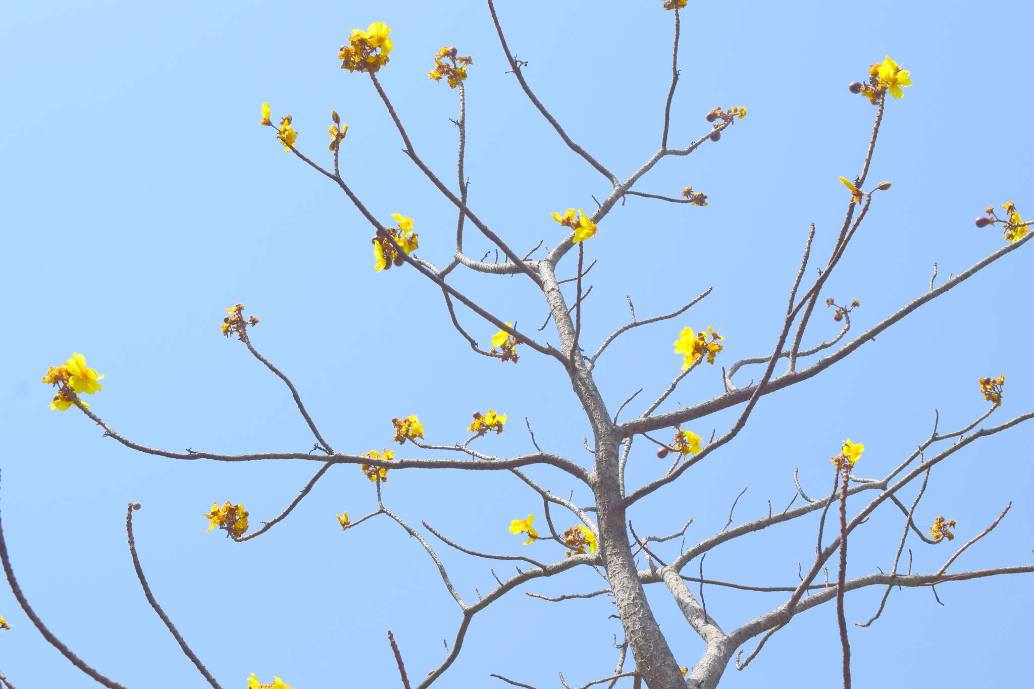 Cochlospermum religiosum (L.) Alston resmi