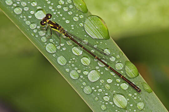 Image de Agrion Posé