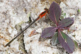 Image of Rambur's Forktail