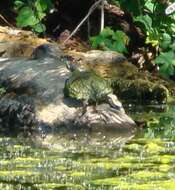 Image of slider turtle, red-eared terrapin, red-eared slider