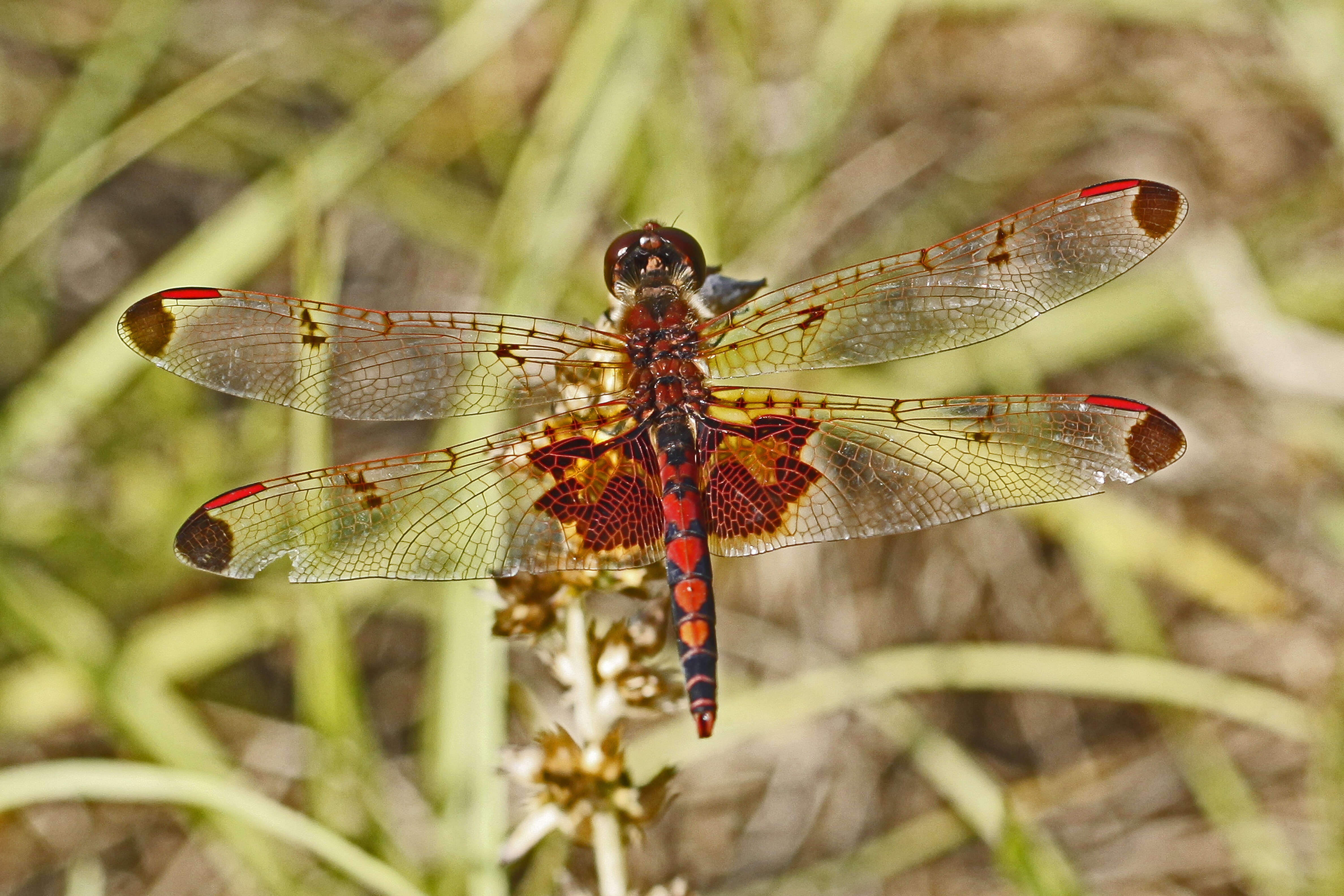 Слика од Celithemis elisa (Hagen 1861)