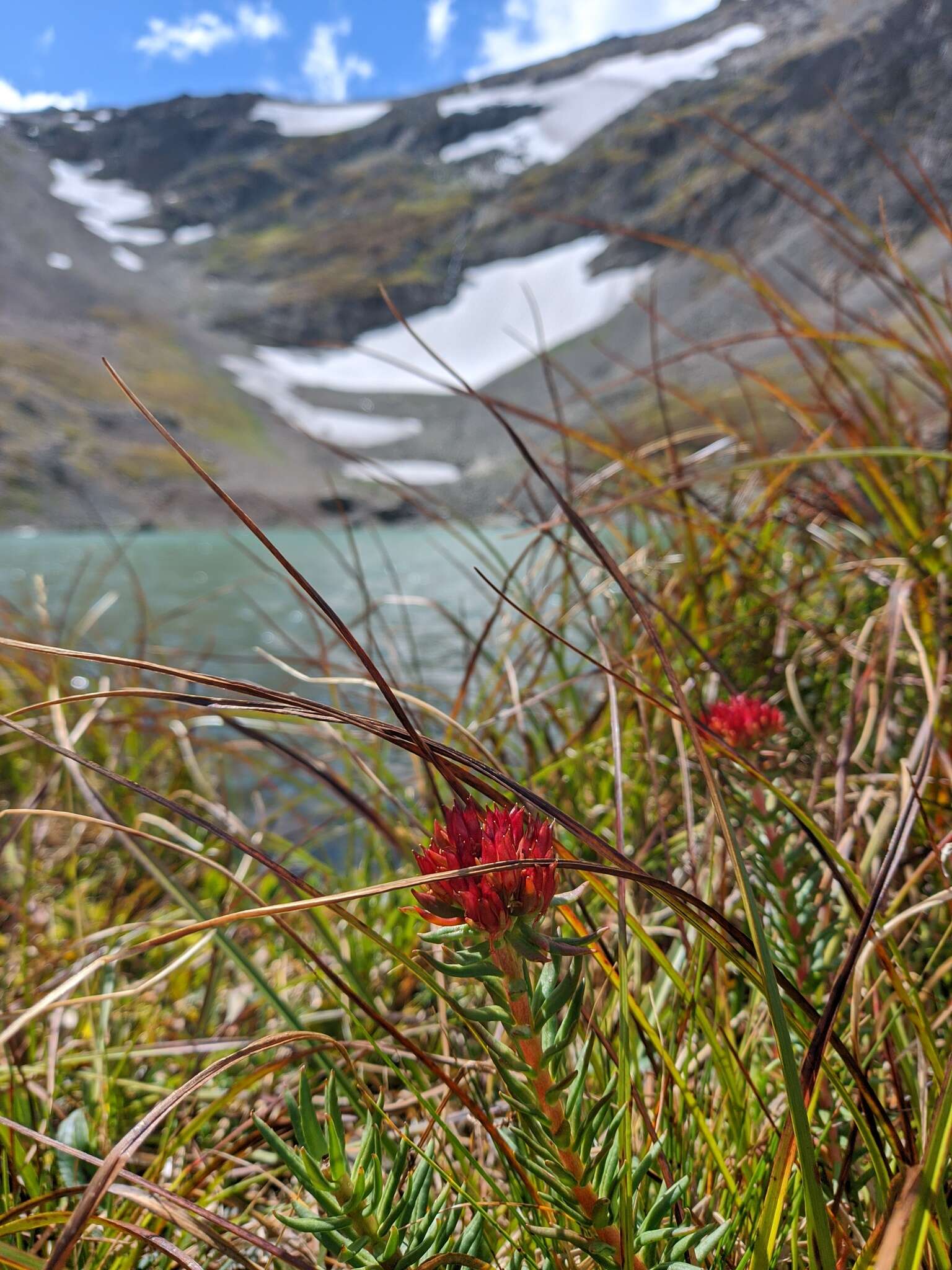 Image of Rhodiola algida (Ledeb.) Fisch. & C. A. Mey.