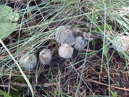 Imagem de Coprinopsis jonesii (Peck) Redhead, Vilgalys & Moncalvo 2001