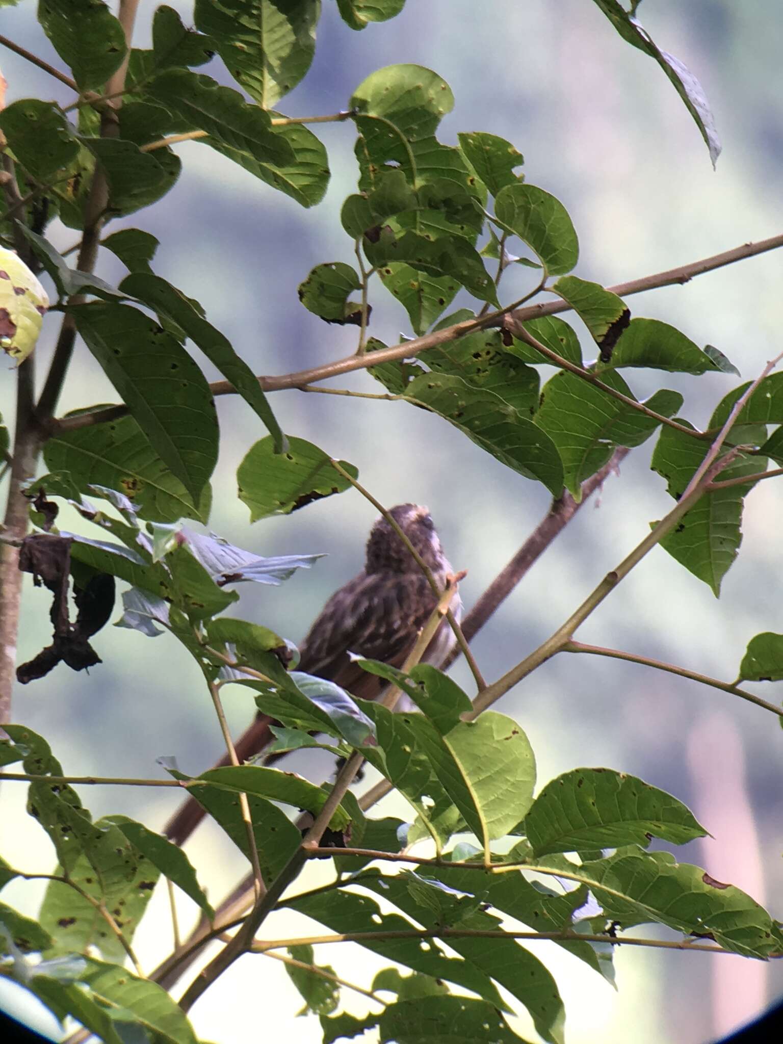 Image of Streaked Flycatcher