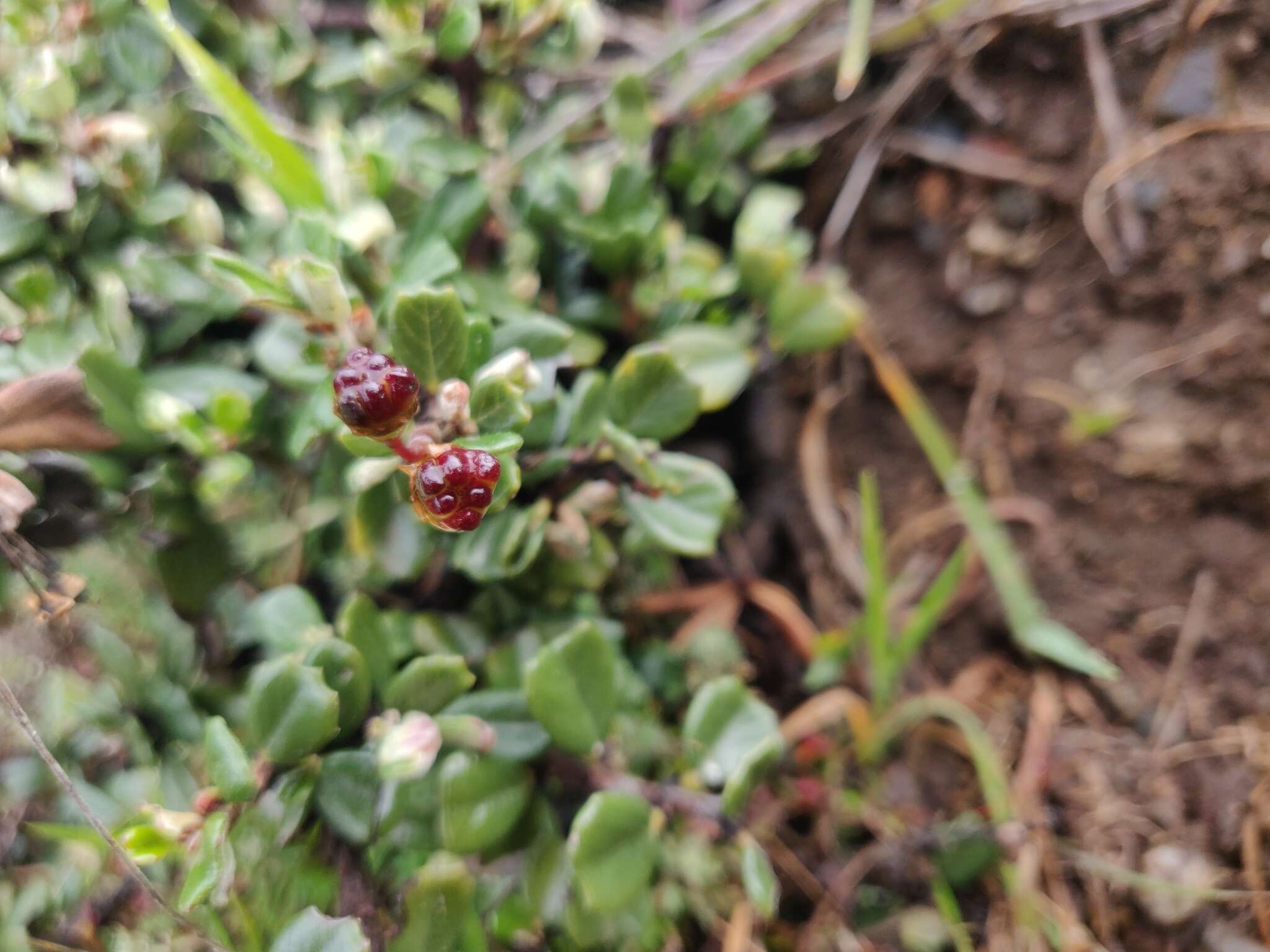 Image of maritime ceanothus