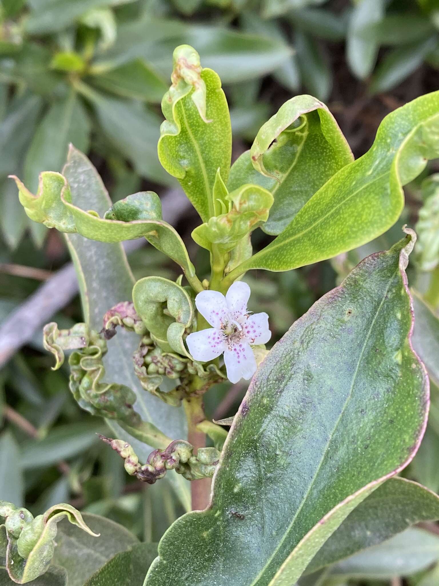 Image of Myoporum thrip