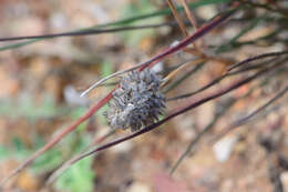 Image de Tribolium hispidum (Thunb.) Desv.