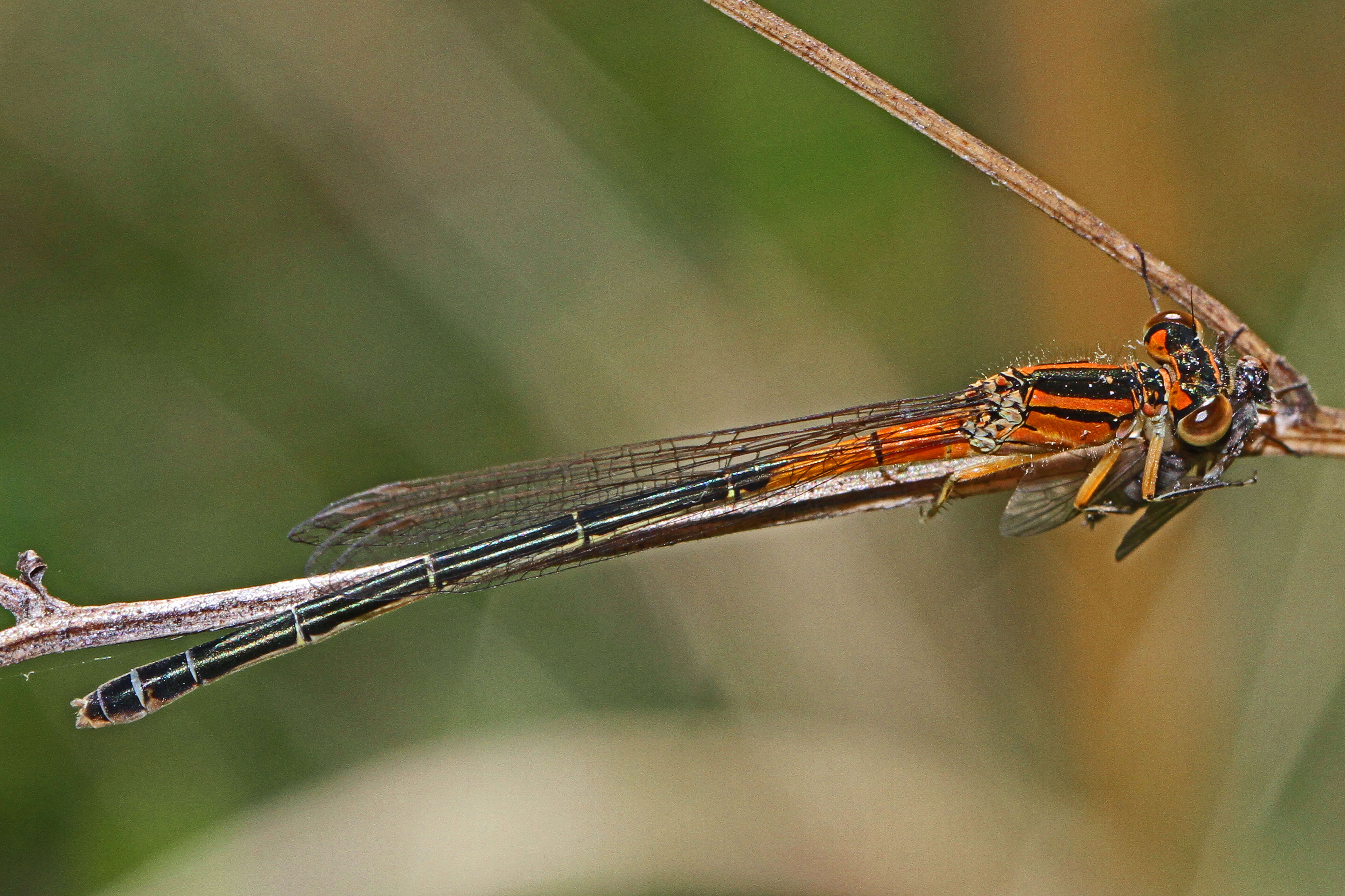 Image of Eastern Forktail