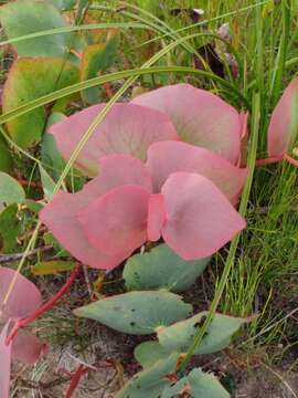 Image of Protea cordata Thunb.