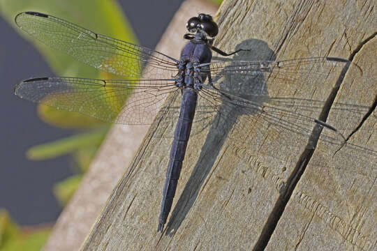 Libellula incesta Hagen 1861 resmi