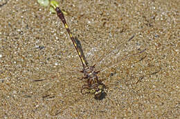 Image of Progomphus Selys 1854