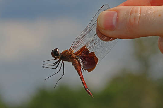 Image of Carolina Saddlebags