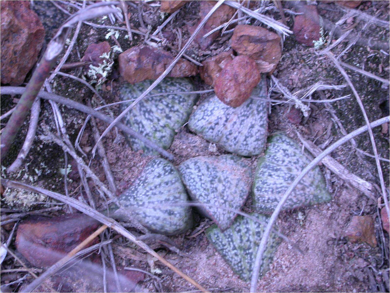 Слика од Haworthia magnifica Poelln.