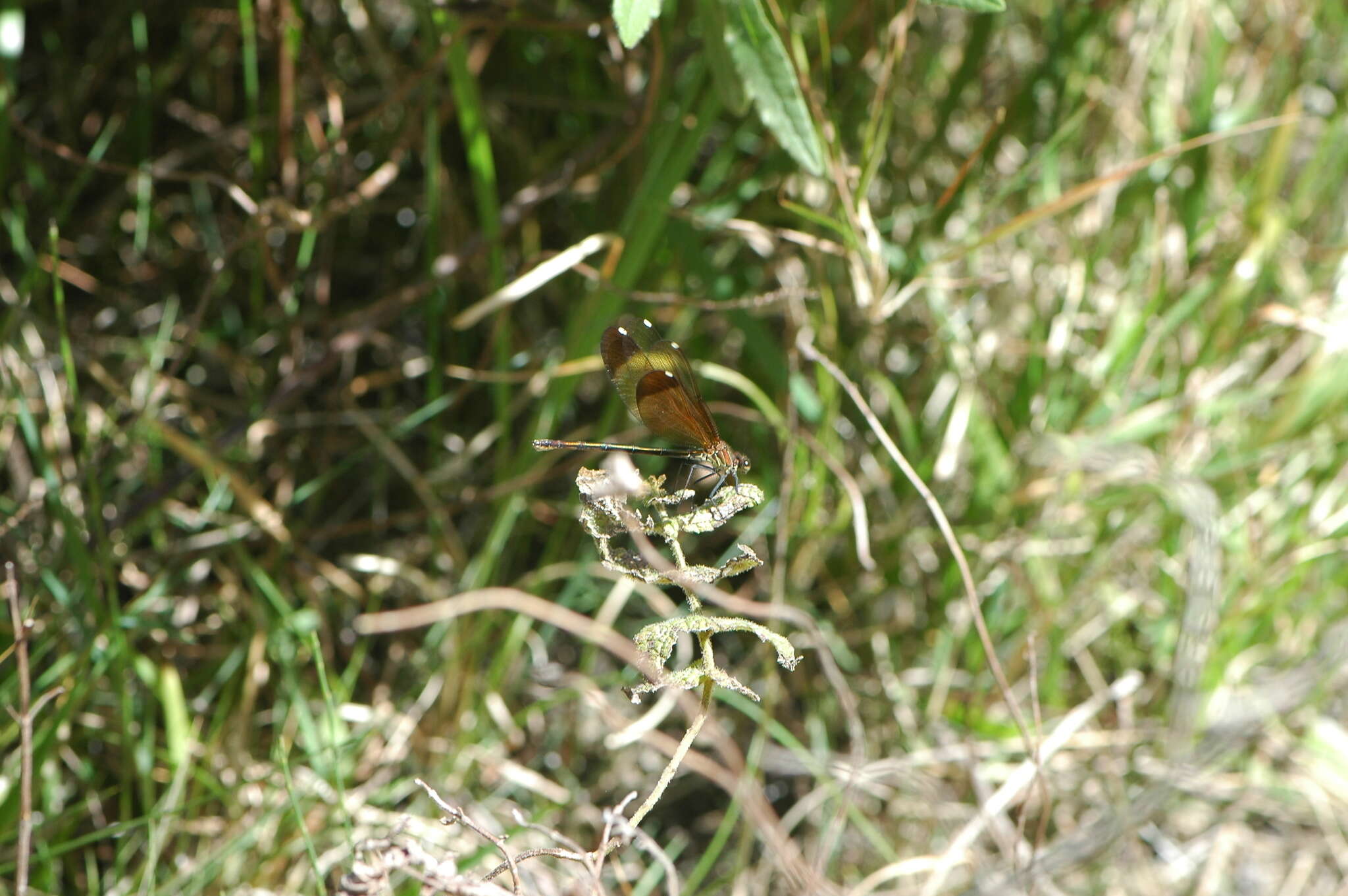 Image of Copper Demoiselle