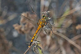 Image of Seaside Dragonlet