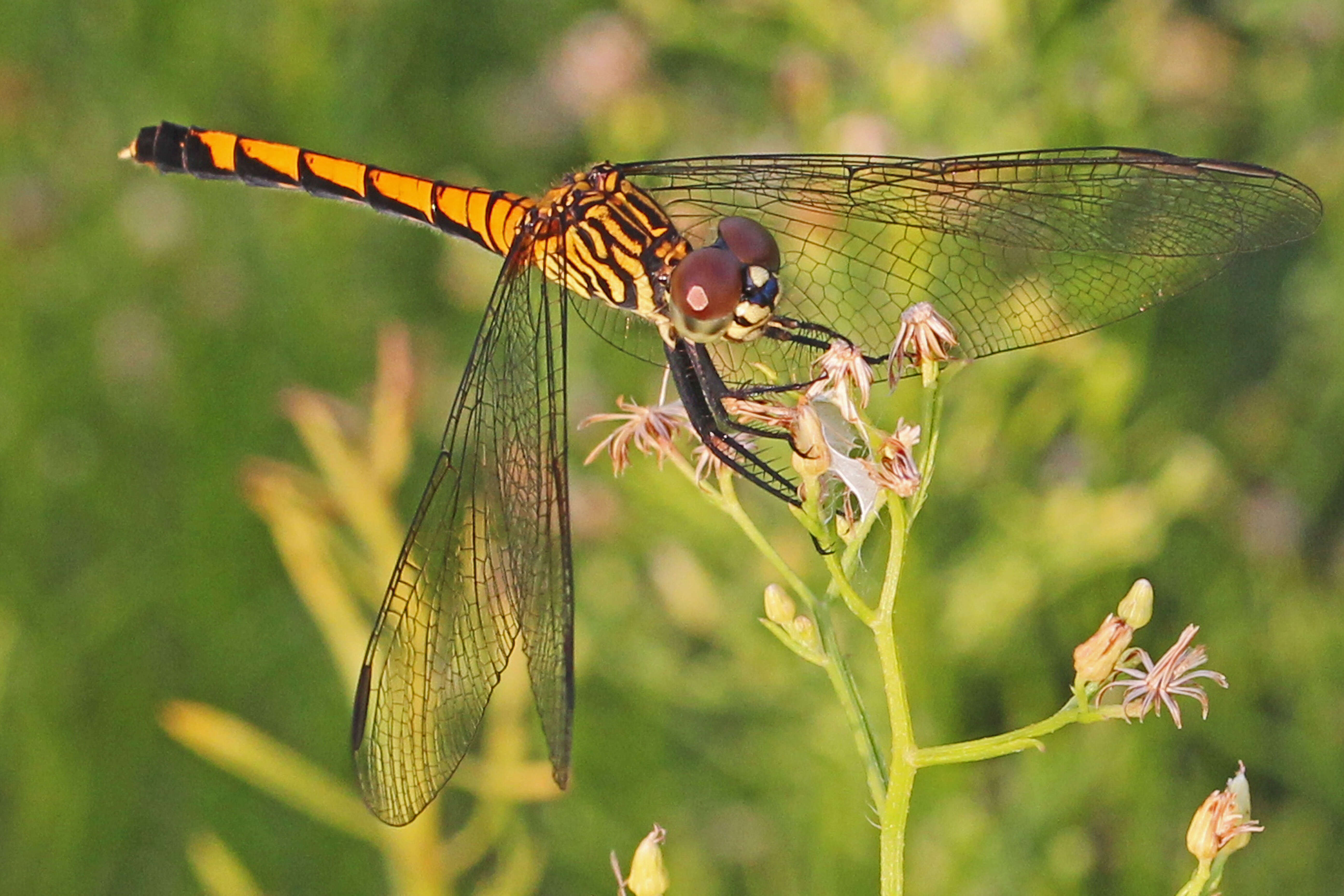 Image of Seaside Dragonlet