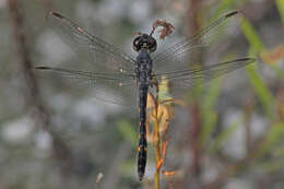 Image of Seaside Dragonlet