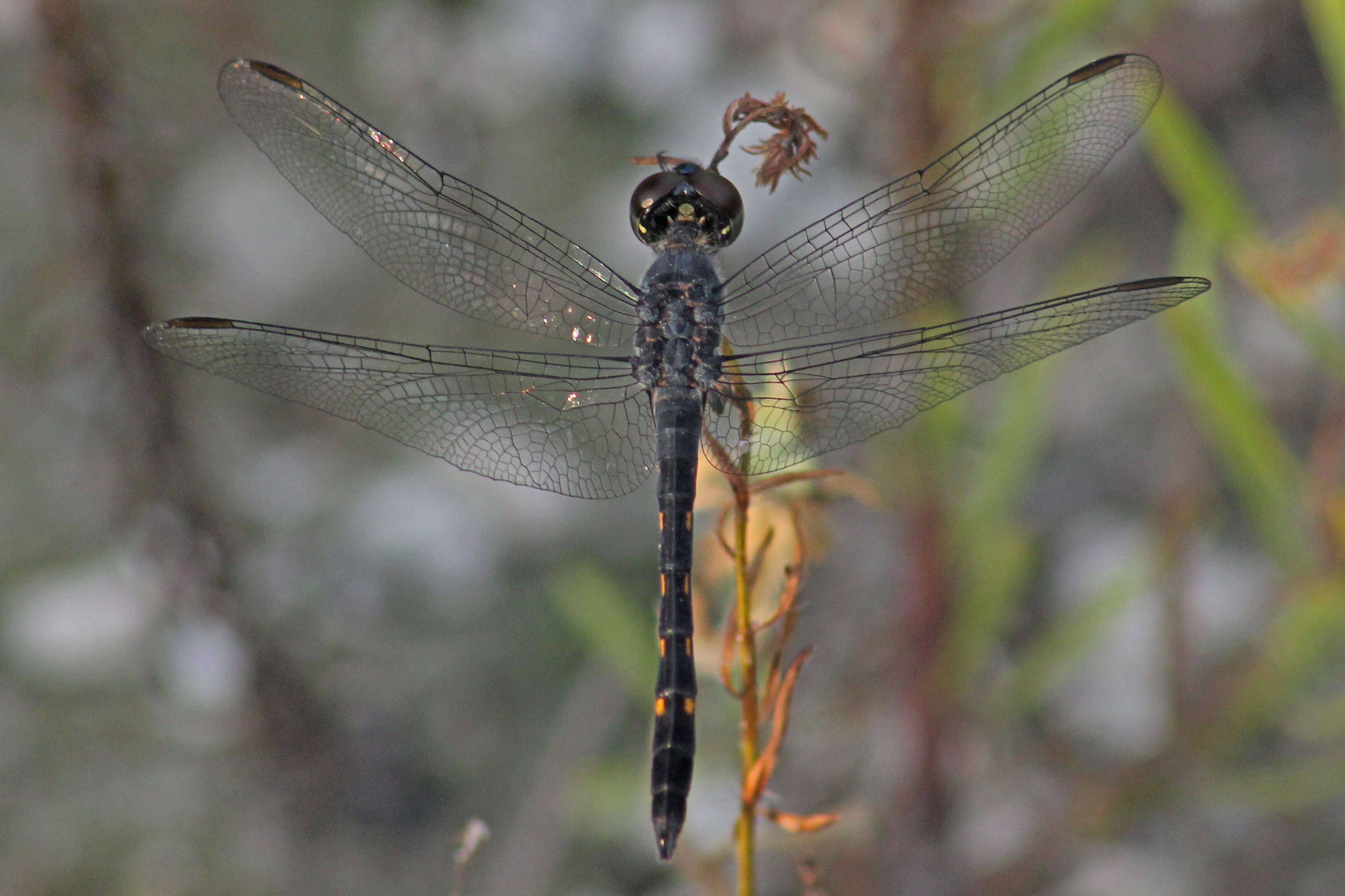 Image of Seaside Dragonlet