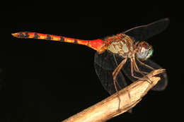 Image of Blue-faced Meadowhawk