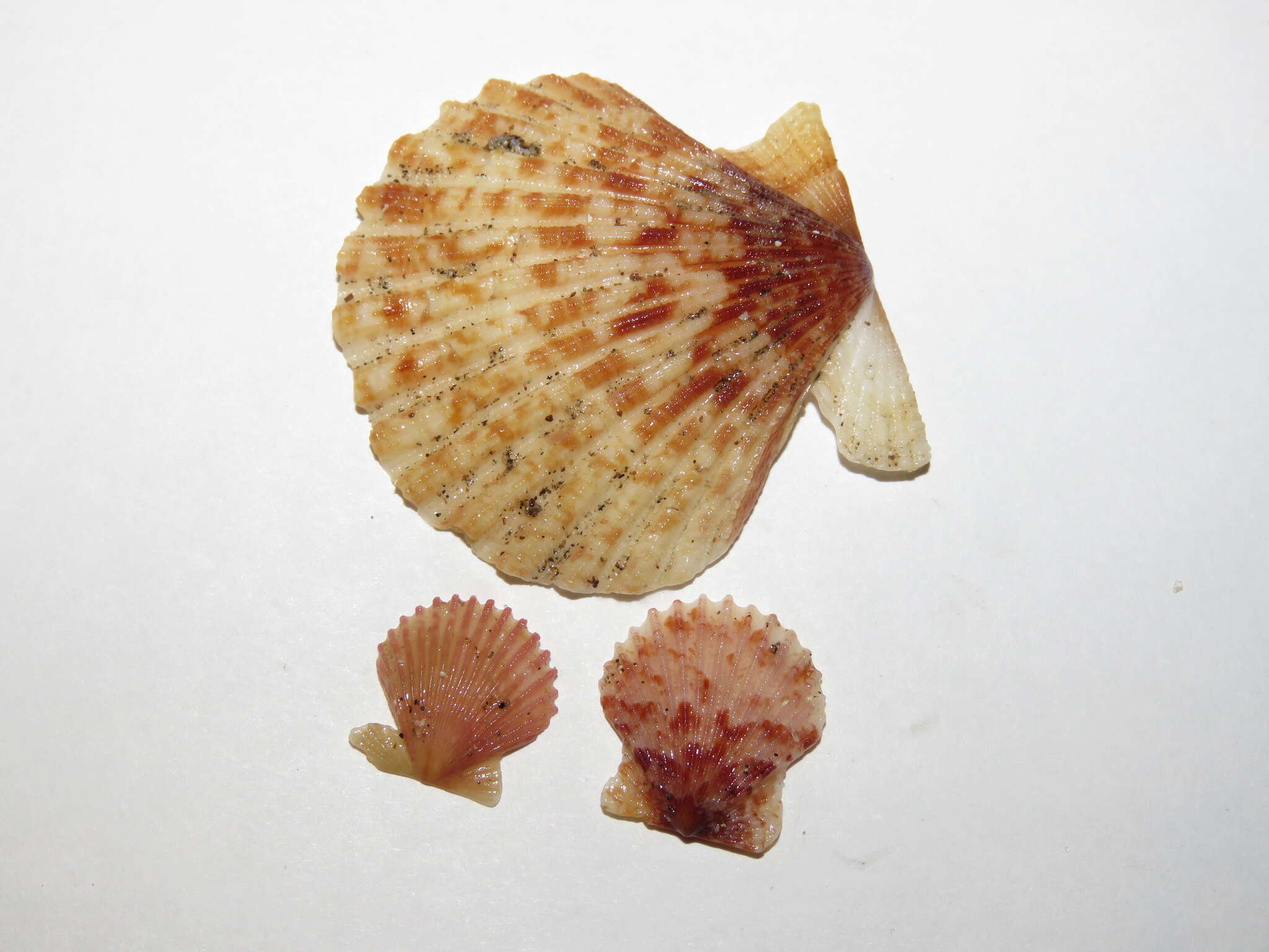 Aequipecten tehuelchus (d'Orbigny 1842)的圖片