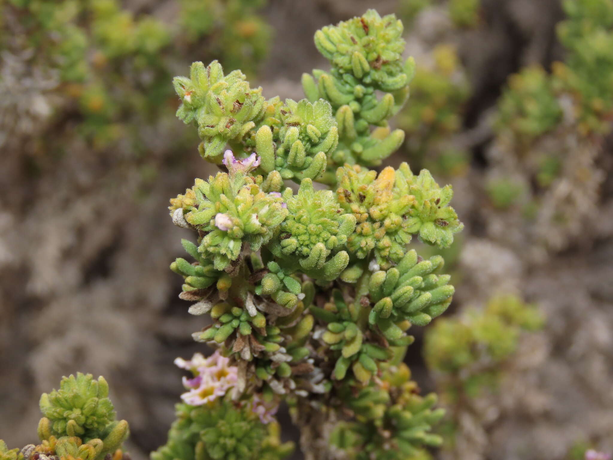 Image of Heliotropium pycnophyllum Phil.