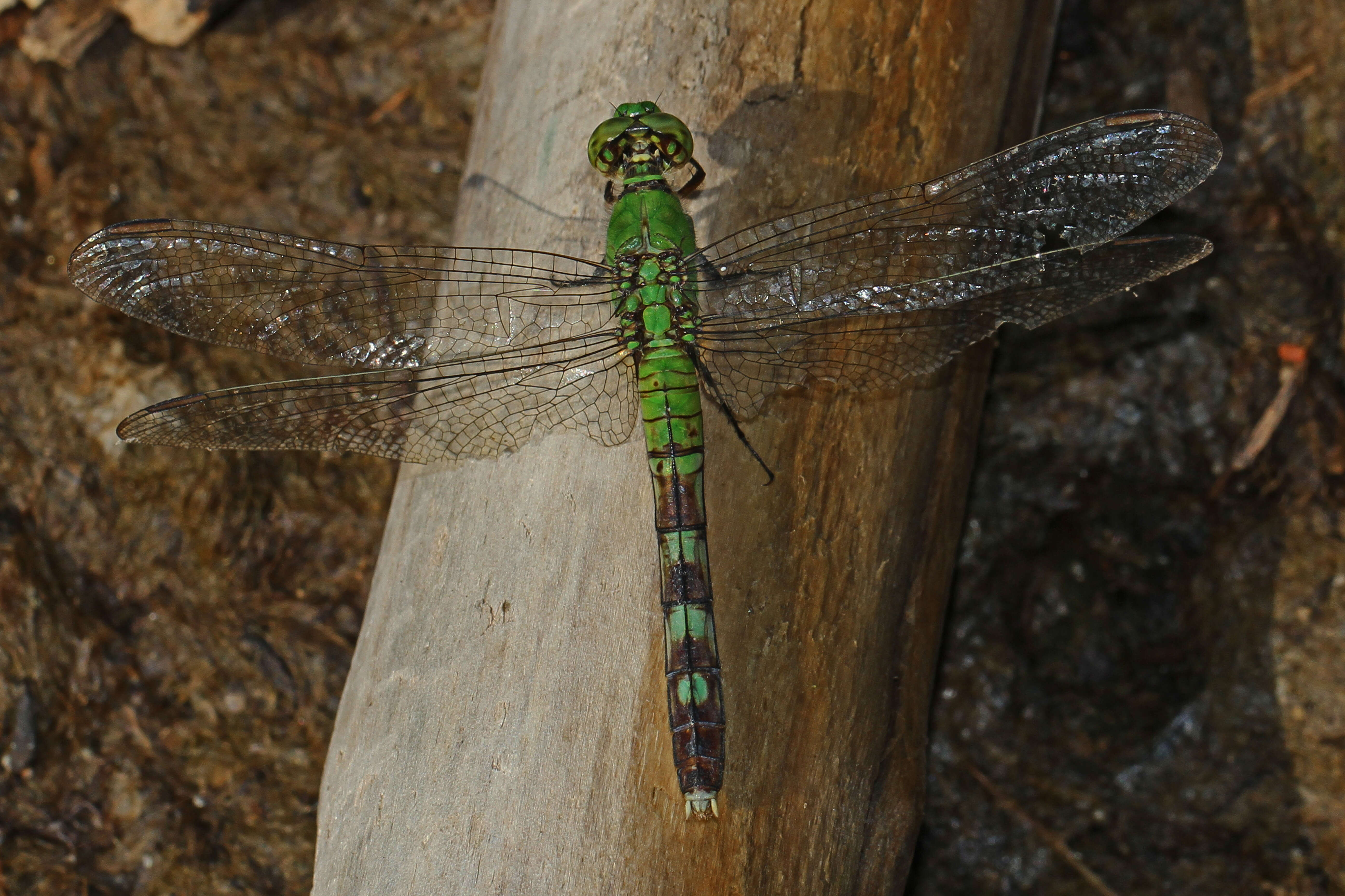 Imagem de Erythemis simplicicollis (Say 1840)