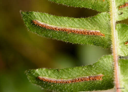 Image of Blechnum laevigatum Cav.