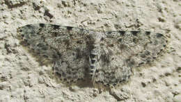 Image of Scopula nigrinotata Warren 1897