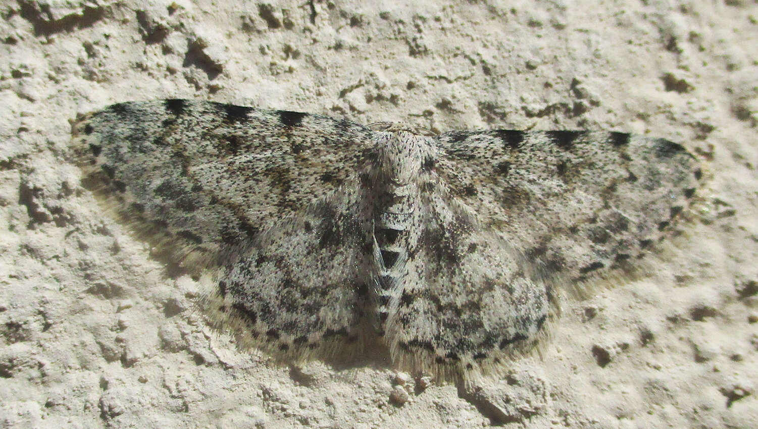 Image of Scopula nigrinotata Warren 1897