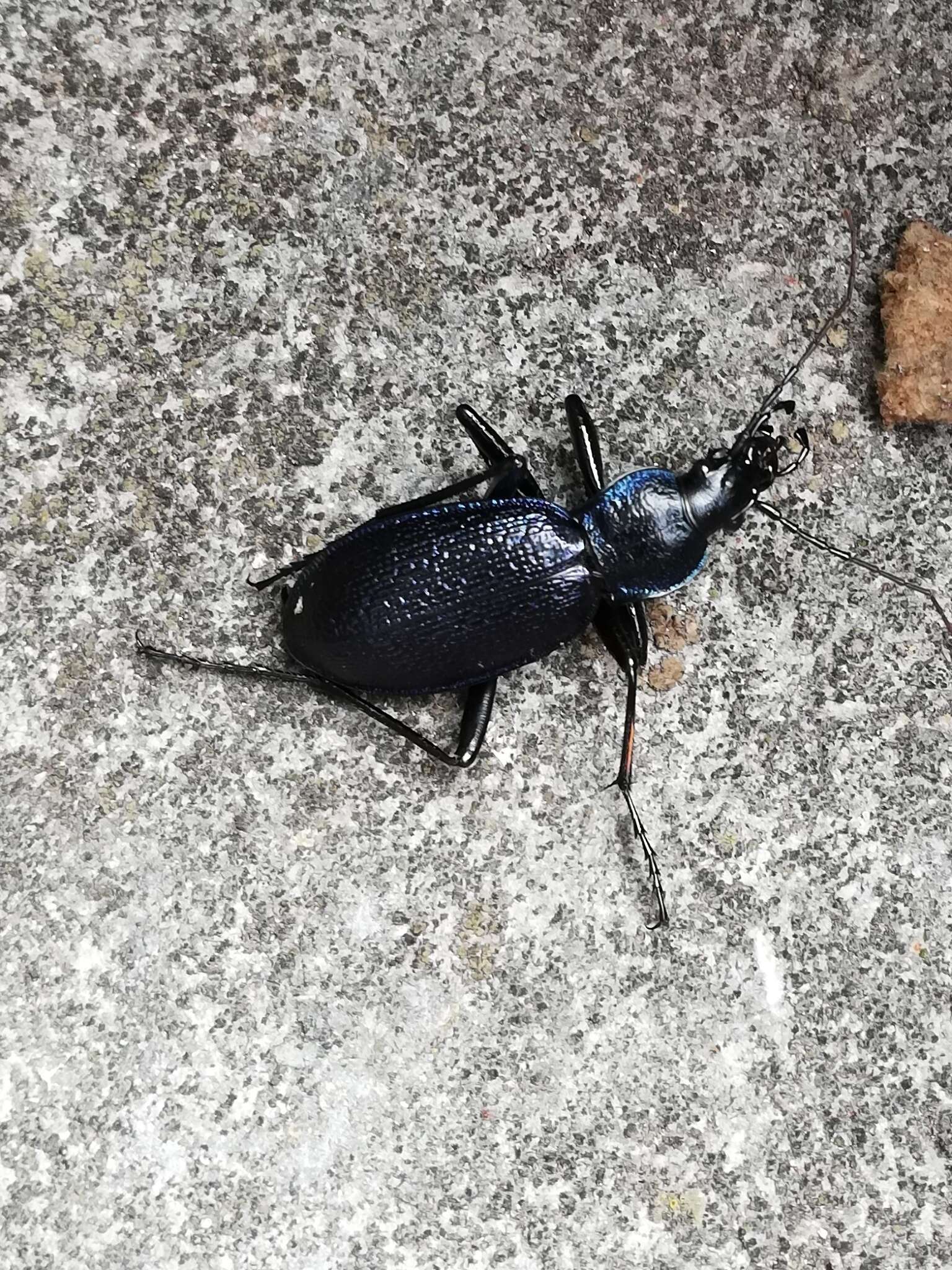 Image of Carabus (Megodontus) caelatus Fabricius 1801