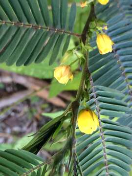 Imagem de Chamaecrista nictitans var. glabrata