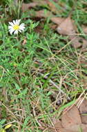 Image of Brachyscome paludicola P. S. Short