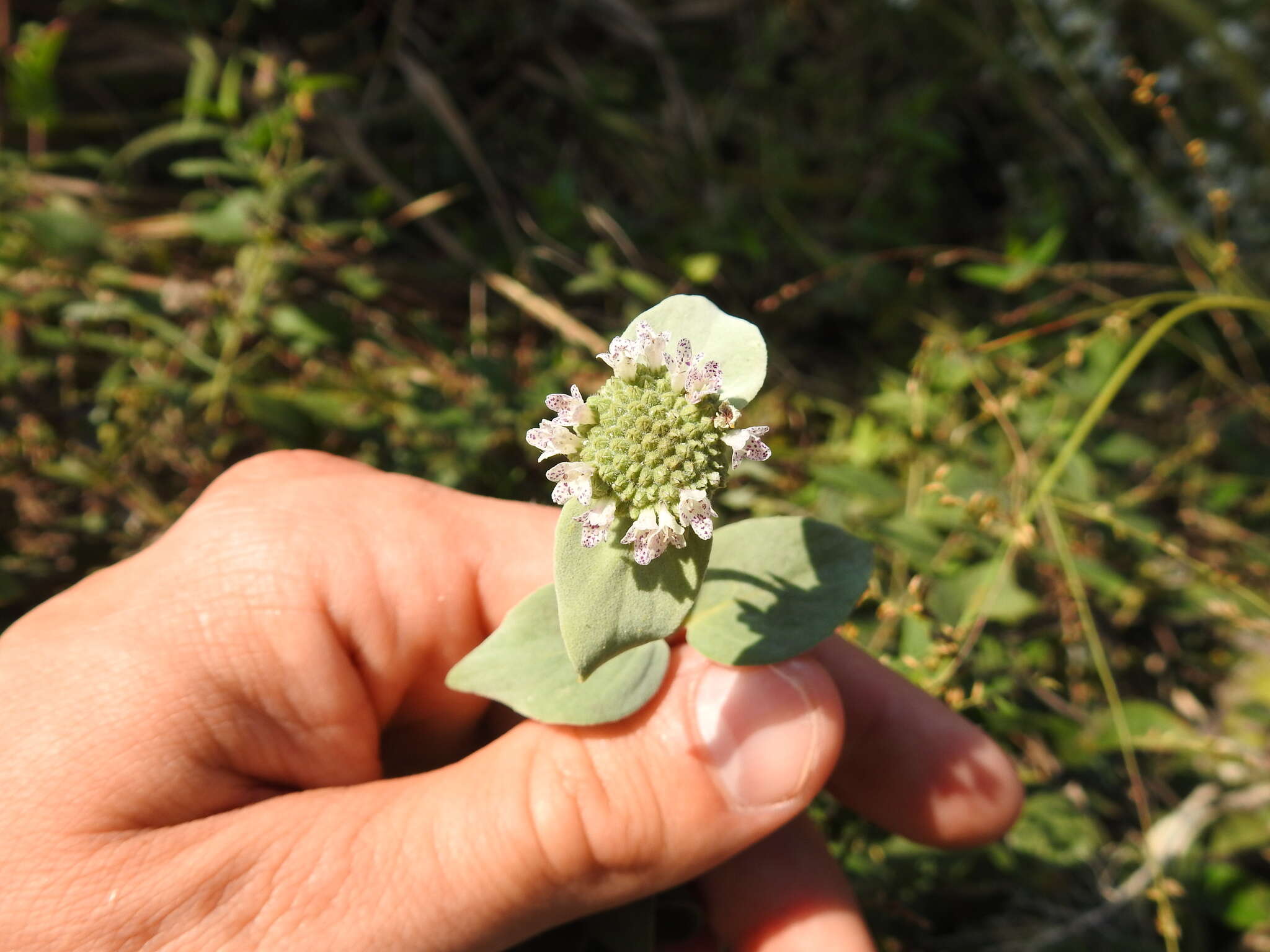 Image of Clustered Mountain-Mint