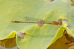 Image of Orange Bluet