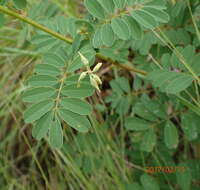 Tephrosia shiluwanensis Schinz的圖片