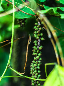 Image of Coccoloba barbadensis Jacq.