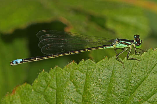 Image of Eastern Forktail