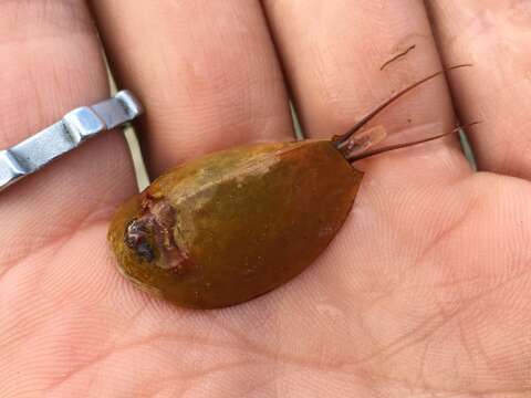 Image of Vernal pool tadpole shrimp