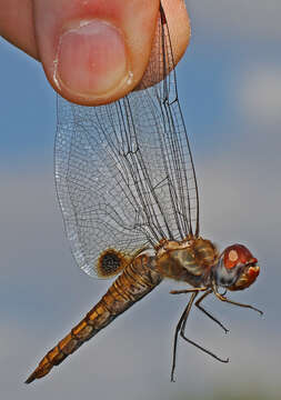 Image of Spot-winged Glider