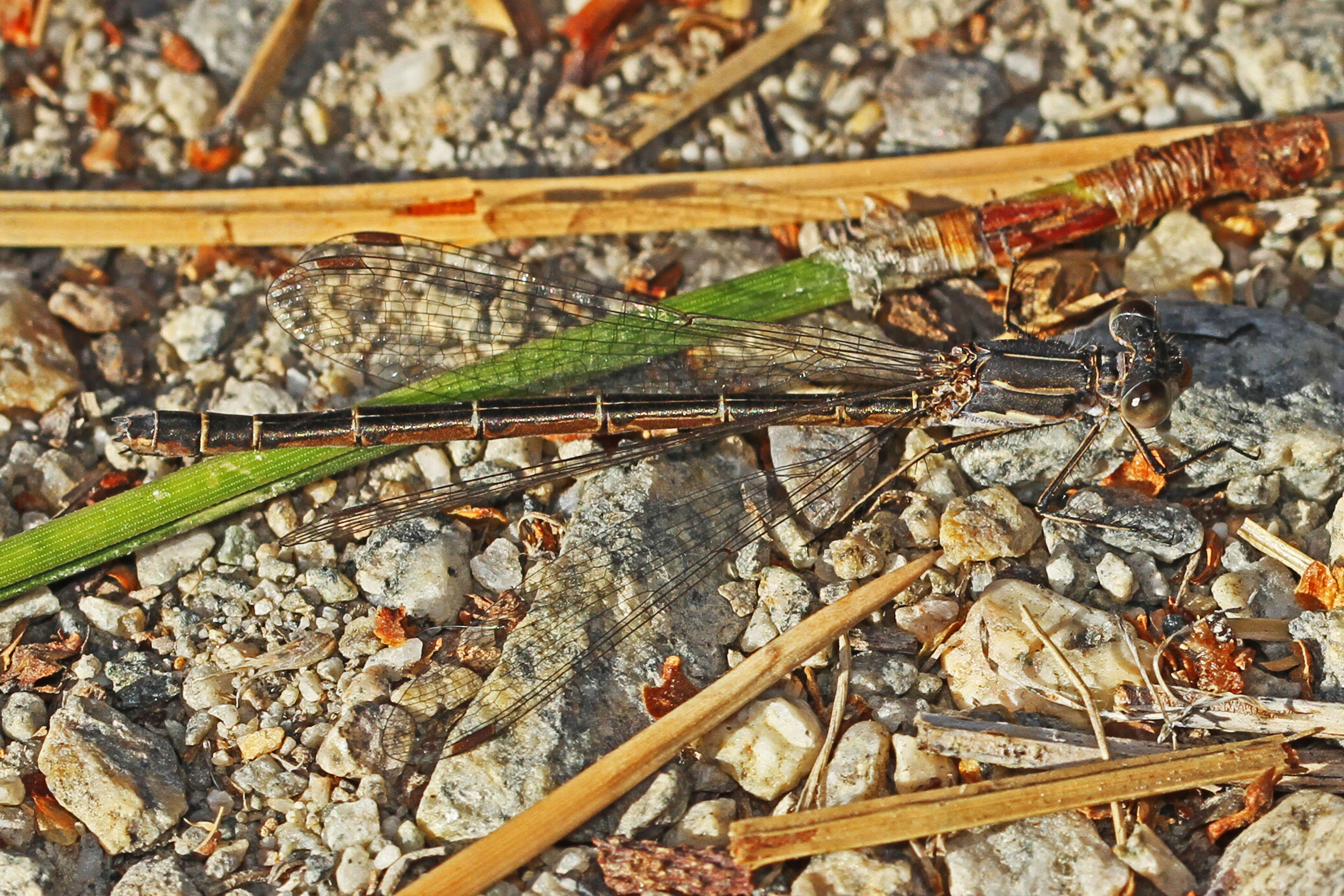 Image of Spotted Spreadwing