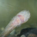 威氏軟喉盤魚的圖片