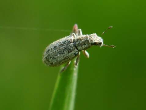 Image of Spotted Pea Weevil