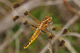 Image of Painted Skimmer