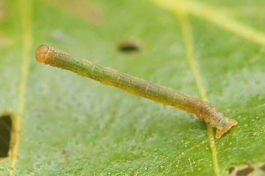 Слика од Plagodis pulveraria Linnaeus 1758