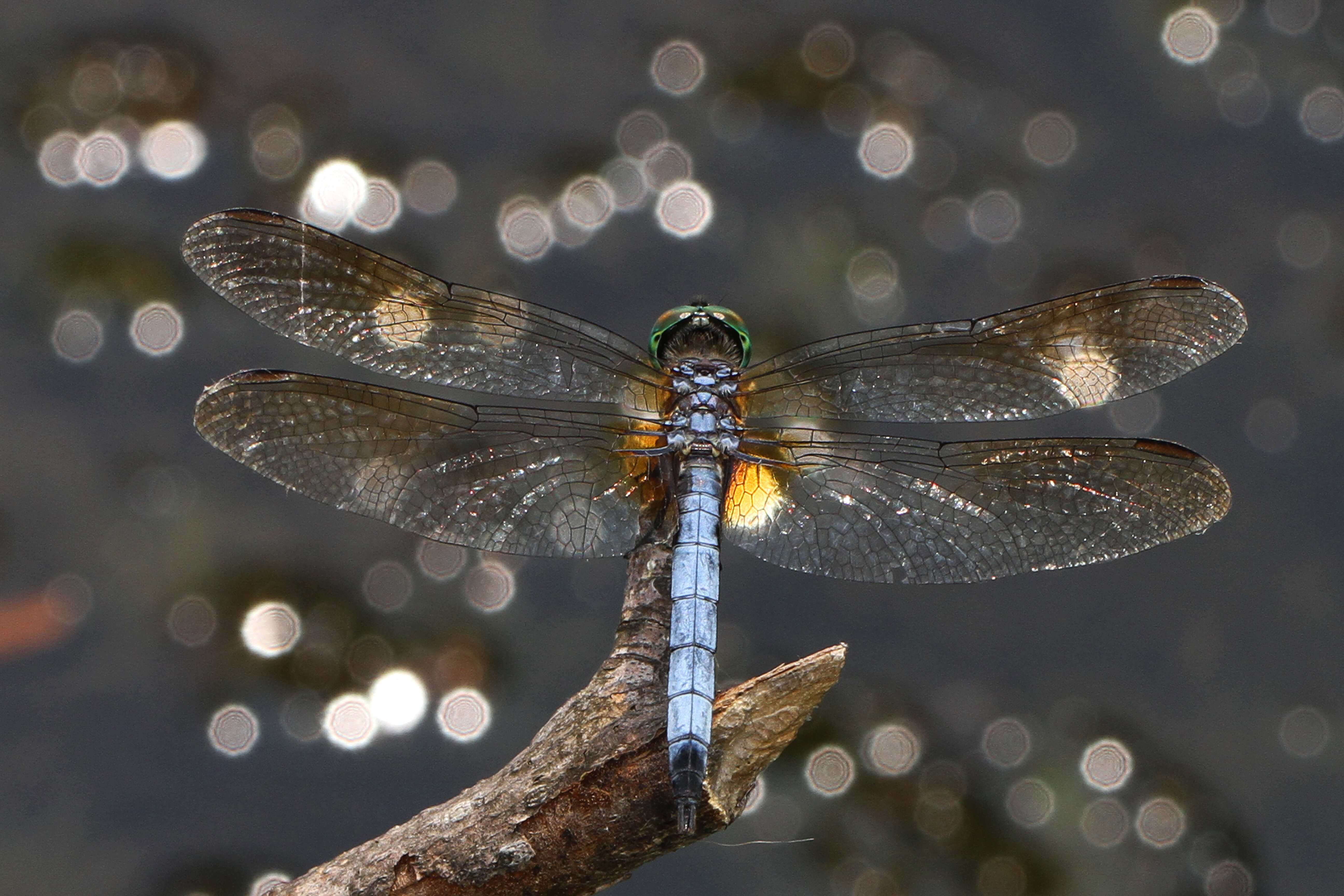 Imagem de Erythemis simplicicollis (Say 1840)